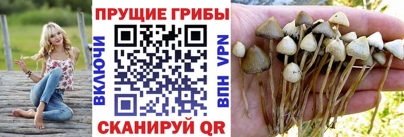 Купить закладки  Вяземский  Псилоцибиновые грибы мухоморы 